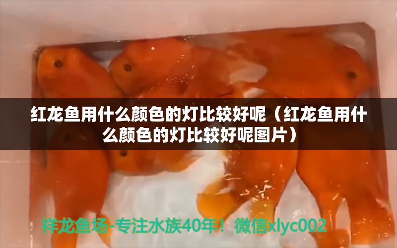 红龙鱼用什么颜色的灯比较好呢（红龙鱼用什么颜色的灯比较好呢图片） 印尼红龙鱼