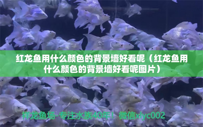 红龙鱼用什么颜色的背景墙好看呢（红龙鱼用什么颜色的背景墙好看呢图片）