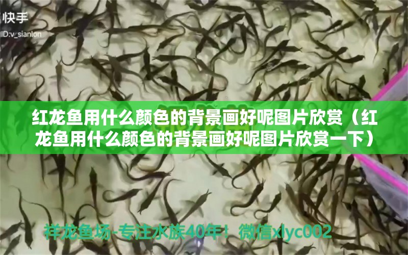 红龙鱼用什么颜色的背景画好呢图片欣赏（红龙鱼用什么颜色的背景画好呢图片欣赏一下） 龙鱼百科