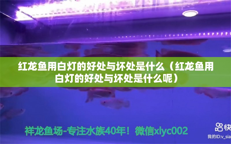 红龙鱼用白灯的好处与坏处是什么（红龙鱼用白灯的好处与坏处是什么呢）