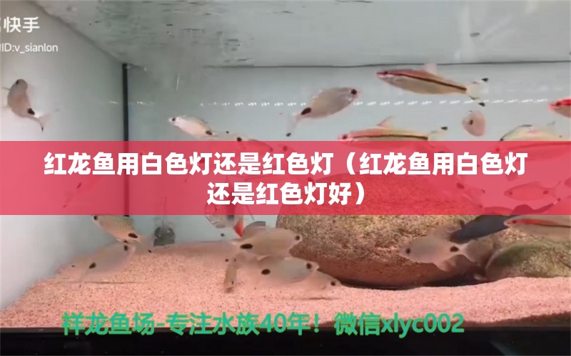 红龙鱼用白色灯还是红色灯（红龙鱼用白色灯还是红色灯好） 印尼红龙鱼