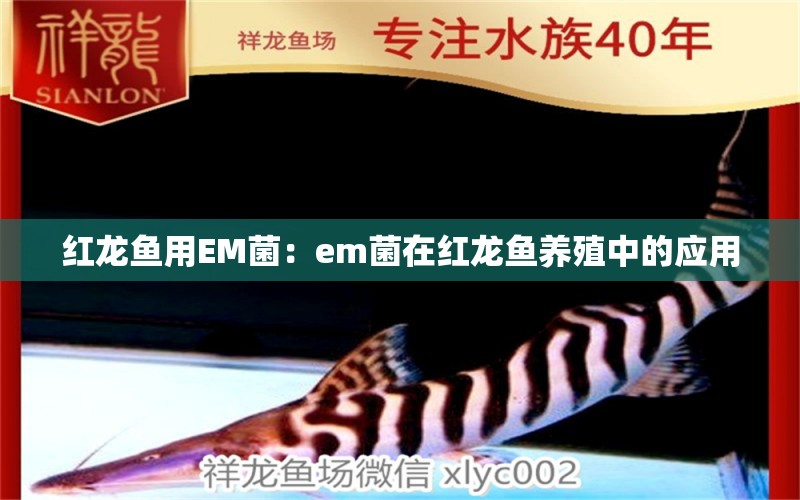 红龙鱼用EM菌：em菌在红龙鱼养殖中的应用 龙鱼百科 第1张