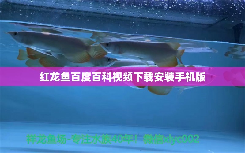 红龙鱼百度百科视频下载安装手机版 龙鱼百科