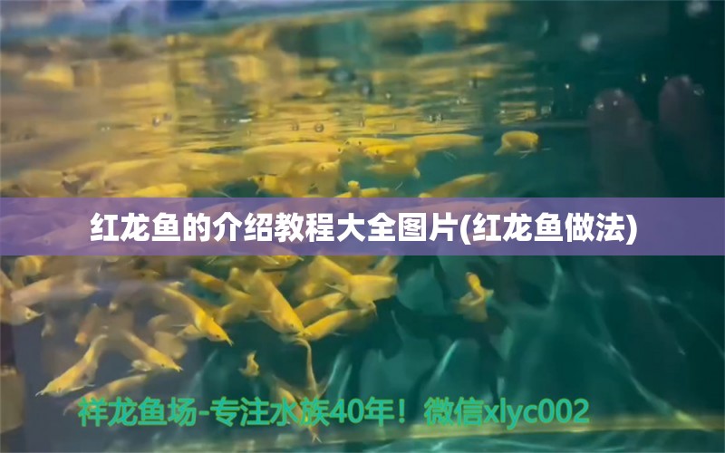 红龙鱼的介绍教程大全图片(红龙鱼做法) 过背金龙鱼