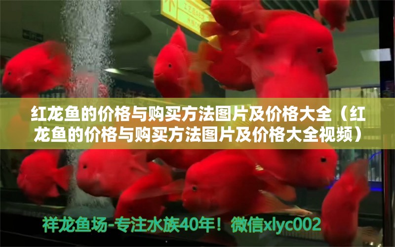 红龙鱼的价格与购买方法图片及价格大全（红龙鱼的价格与购买方法图片及价格大全视频）