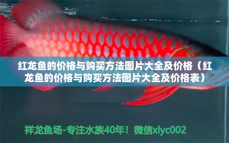 红龙鱼的价格与购买方法图片大全及价格（红龙鱼的价格与购买方法图片大全及价格表）