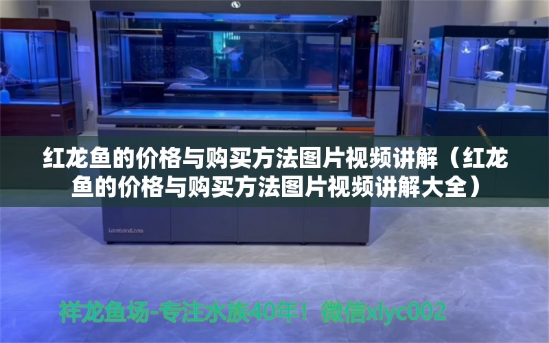 红龙鱼的价格与购买方法图片视频讲解（红龙鱼的价格与购买方法图片视频讲解大全） 龙鱼百科