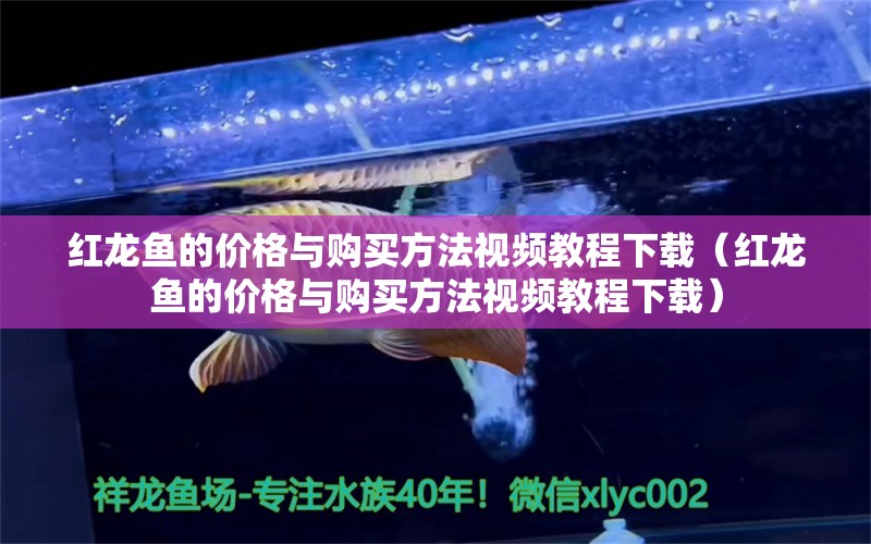 红龙鱼的价格与购买方法视频教程下载（红龙鱼的价格与购买方法视频教程下载） 龙鱼百科