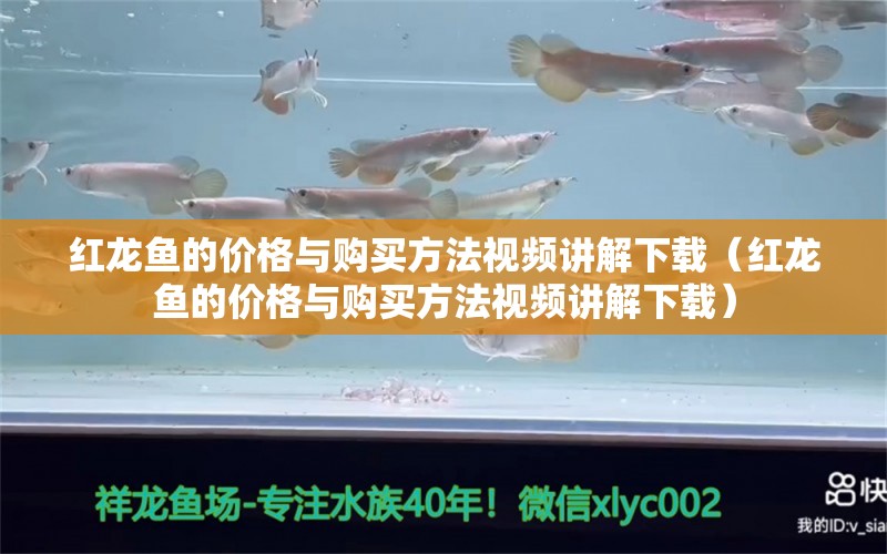 红龙鱼的价格与购买方法视频讲解下载（红龙鱼的价格与购买方法视频讲解下载）