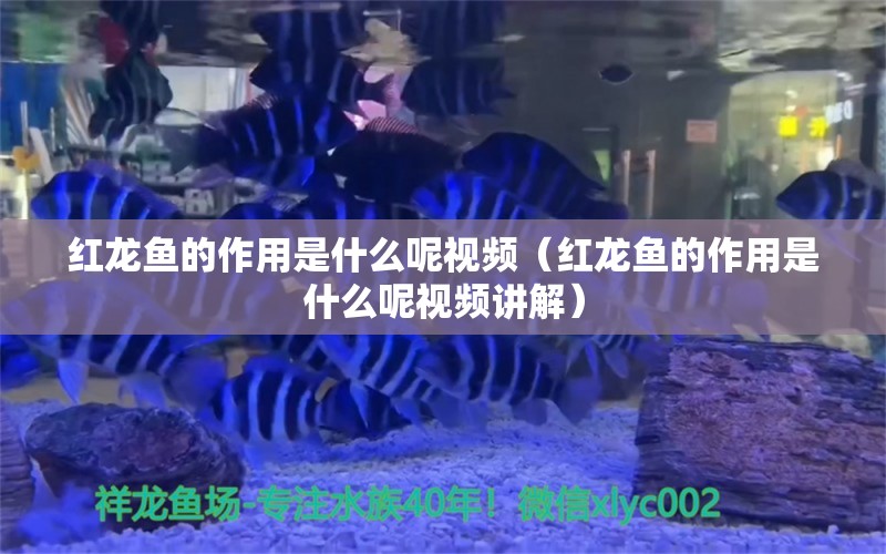 红龙鱼的作用是什么呢视频（红龙鱼的作用是什么呢视频讲解） 印尼红龙鱼