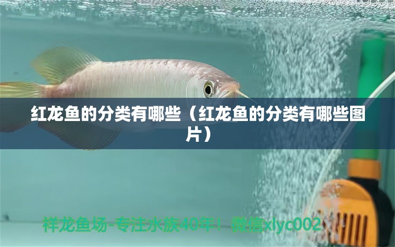 红龙鱼的分类有哪些（红龙鱼的分类有哪些图片） 祥龙水族医院