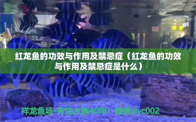 红龙鱼的功效与作用及禁忌症（红龙鱼的功效与作用及禁忌症是什么） 龙鱼百科