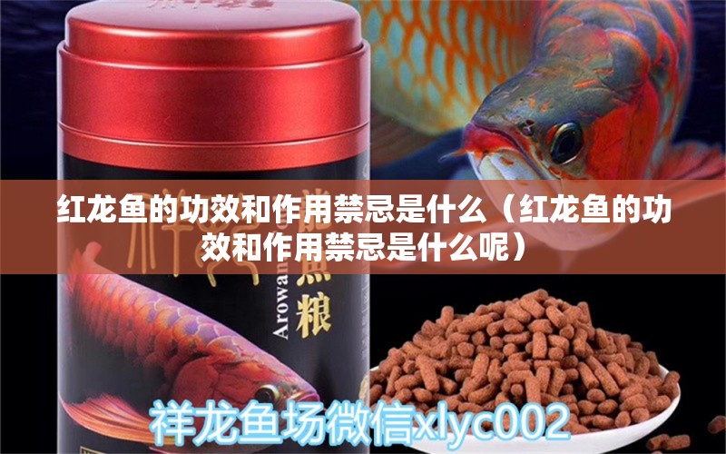 红龙鱼的功效和作用禁忌是什么（红龙鱼的功效和作用禁忌是什么呢） 龙鱼百科