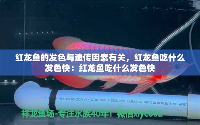 红龙鱼的发色与遗传因素有关，红龙鱼吃什么发色快：红龙鱼吃什么发色快