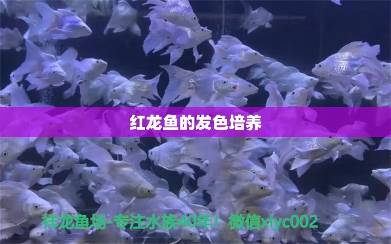 红龙鱼的发色培养 过滤设备