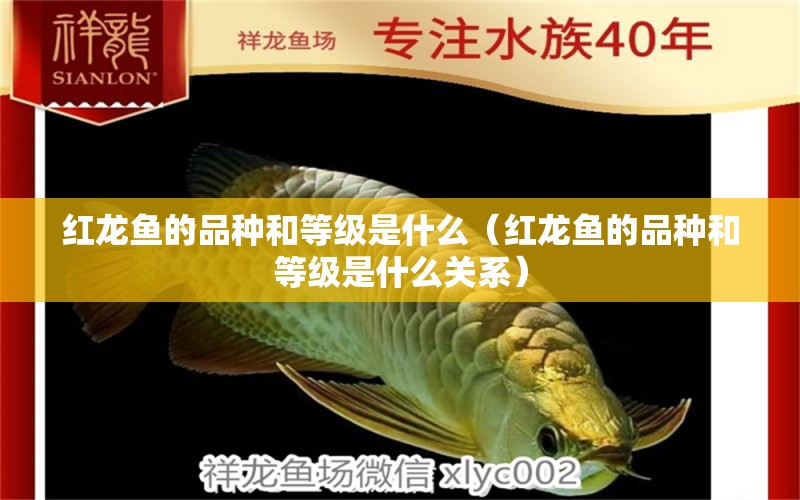 红龙鱼的品种和等级是什么（红龙鱼的品种和等级是什么关系） 龙鱼百科