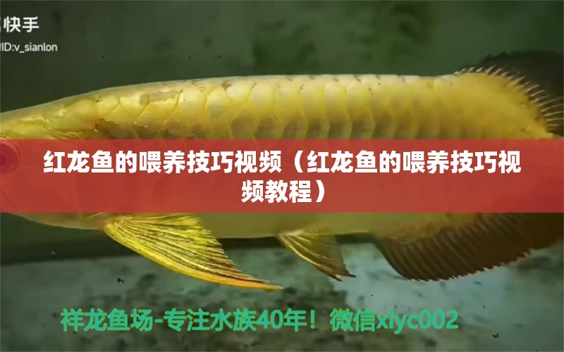 红龙鱼的喂养技巧视频（红龙鱼的喂养技巧视频教程） 印尼红龙鱼