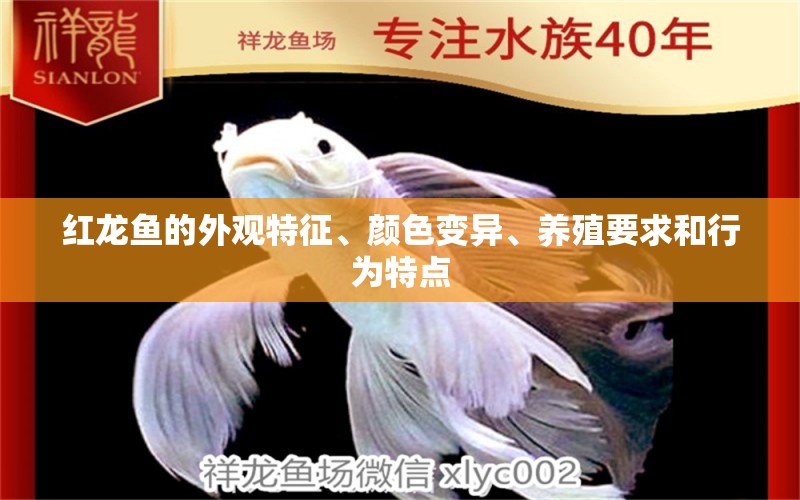 红龙鱼的外观特征、颜色变异、养殖要求和行为特点 泰国虎鱼（泰虎）