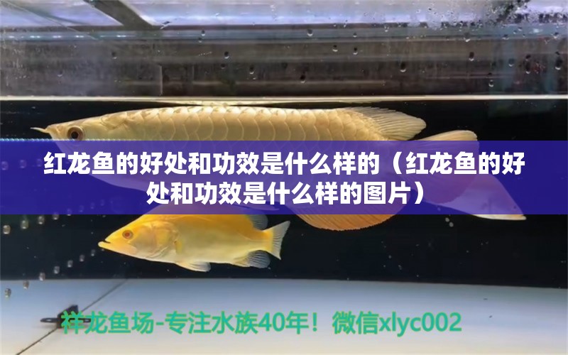 红龙鱼的好处和功效是什么样的（红龙鱼的好处和功效是什么样的图片）