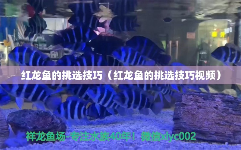 红龙鱼的挑选技巧（红龙鱼的挑选技巧视频）