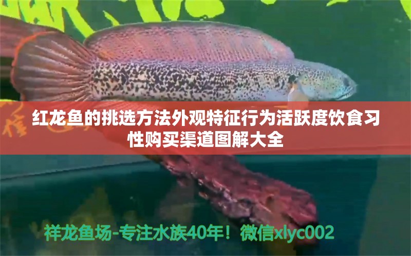 红龙鱼的挑选方法外观特征行为活跃度饮食习性购买渠道图解大全