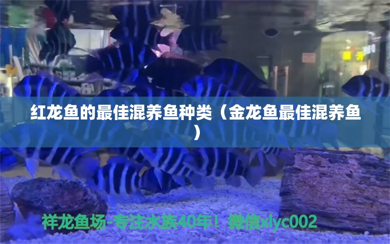 红龙鱼的最佳混养鱼种类（金龙鱼最佳混养鱼）