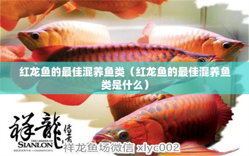 红龙鱼的最佳混养鱼类（红龙鱼的最佳混养鱼类是什么） 龙鱼疾病与治疗