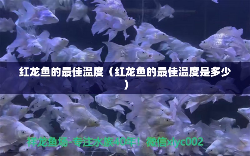 红龙鱼的最佳温度（红龙鱼的最佳温度是多少） 祥龙水族医院