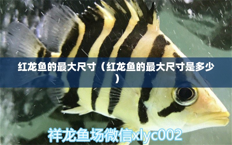 红龙鱼的最大尺寸（红龙鱼的最大尺寸是多少） 广州龙鱼批发市场