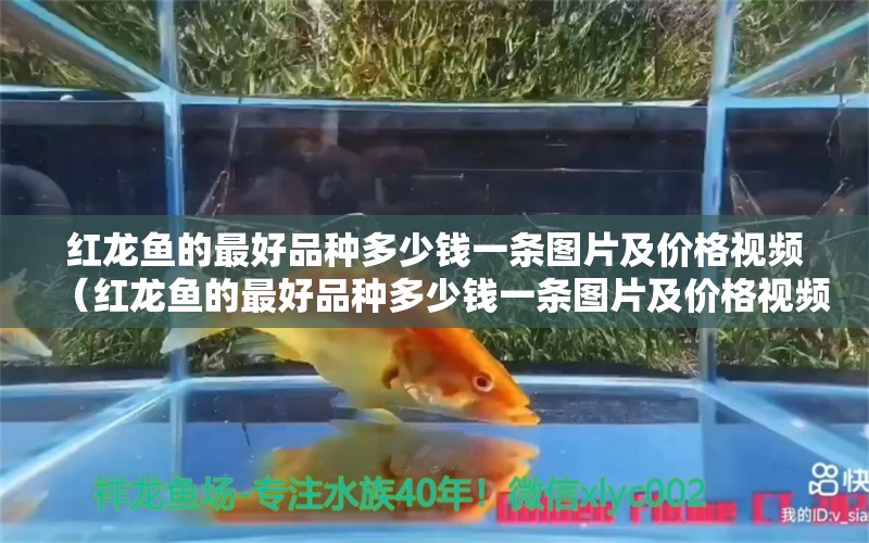 红龙鱼的最好品种多少钱一条图片及价格视频（红龙鱼的最好品种多少钱一条图片及价格视频） 龙鱼百科