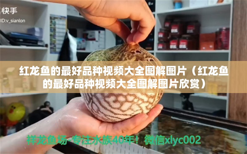 红龙鱼的最好品种视频大全图解图片（红龙鱼的最好品种视频大全图解图片欣赏） 印尼红龙鱼