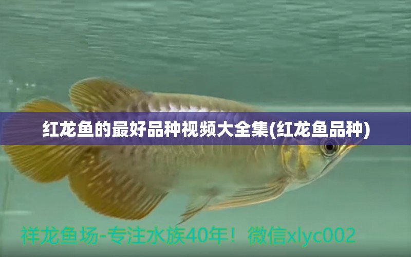 红龙鱼的最好品种视频大全集(红龙鱼品种) 观赏鱼水族批发市场 第1张