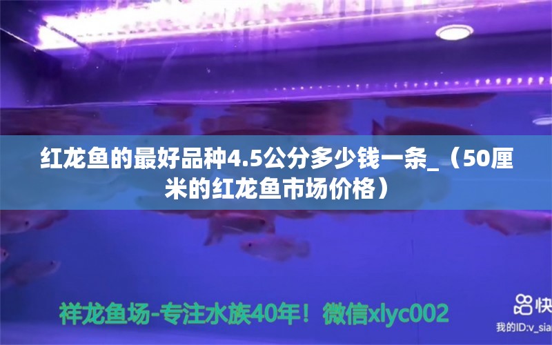 红龙鱼的最好品种4.5公分多少钱一条_（50厘米的红龙鱼市场价格）