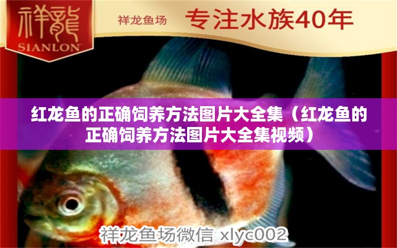 红龙鱼的正确饲养方法图片大全集（红龙鱼的正确饲养方法图片大全集视频） 印尼红龙鱼