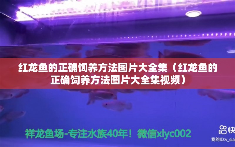 红龙鱼的正确饲养方法图片大全集（红龙鱼的正确饲养方法图片大全集视频） 印尼红龙鱼