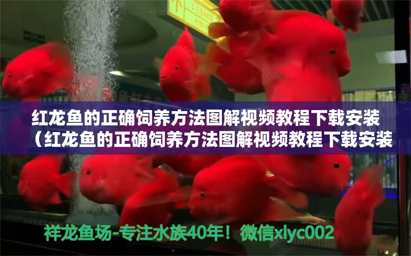 红龙鱼的正确饲养方法图解视频教程下载安装（红龙鱼的正确饲养方法图解视频教程下载安装） 印尼红龙鱼