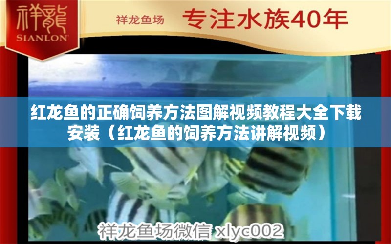 红龙鱼的正确饲养方法图解视频教程大全下载安装（红龙鱼的饲养方法讲解视频）