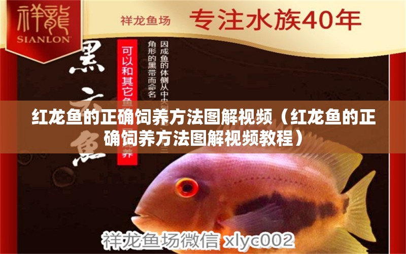 红龙鱼的正确饲养方法图解视频（红龙鱼的正确饲养方法图解视频教程） 印尼红龙鱼