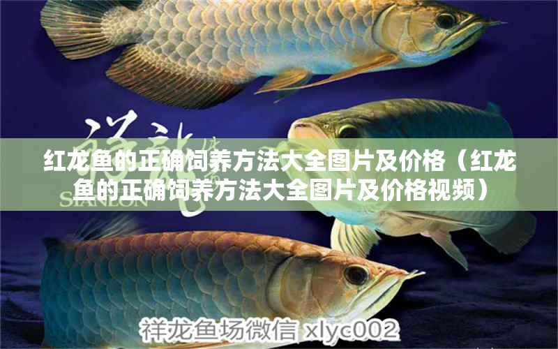 红龙鱼的正确饲养方法大全图片及价格（红龙鱼的正确饲养方法大全图片及价格视频） 印尼红龙鱼