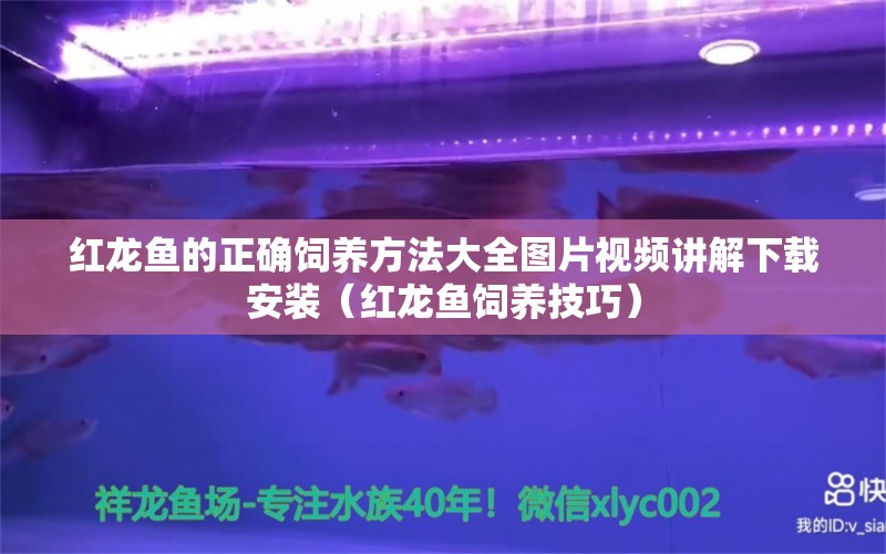 红龙鱼的正确饲养方法大全图片视频讲解下载安装（红龙鱼饲养技巧）