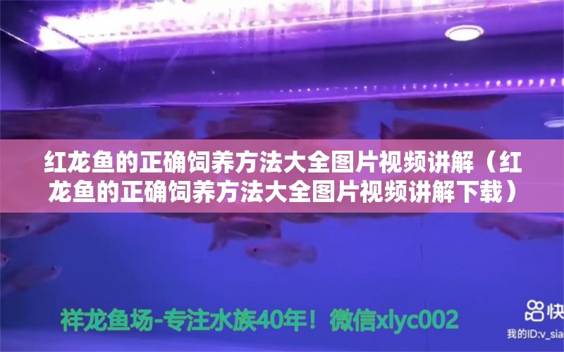 红龙鱼的正确饲养方法大全图片视频讲解（红龙鱼的正确饲养方法大全图片视频讲解下载） 印尼红龙鱼