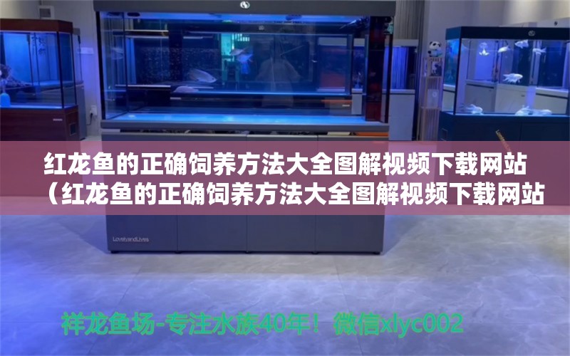 红龙鱼的正确饲养方法大全图解视频下载网站（红龙鱼的正确饲养方法大全图解视频下载网站） 龙鱼百科