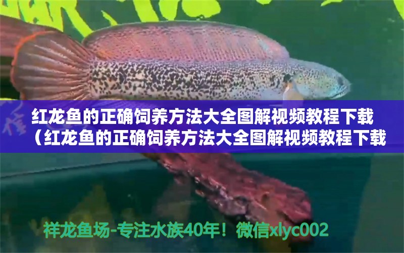 红龙鱼的正确饲养方法大全图解视频教程下载（红龙鱼的正确饲养方法大全图解视频教程下载） 印尼红龙鱼