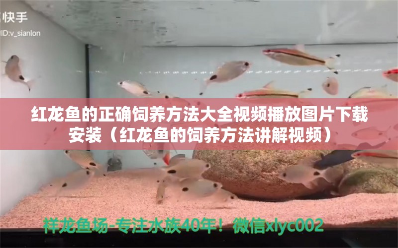 红龙鱼的正确饲养方法大全视频播放图片下载安装（红龙鱼的饲养方法讲解视频） 龙鱼百科