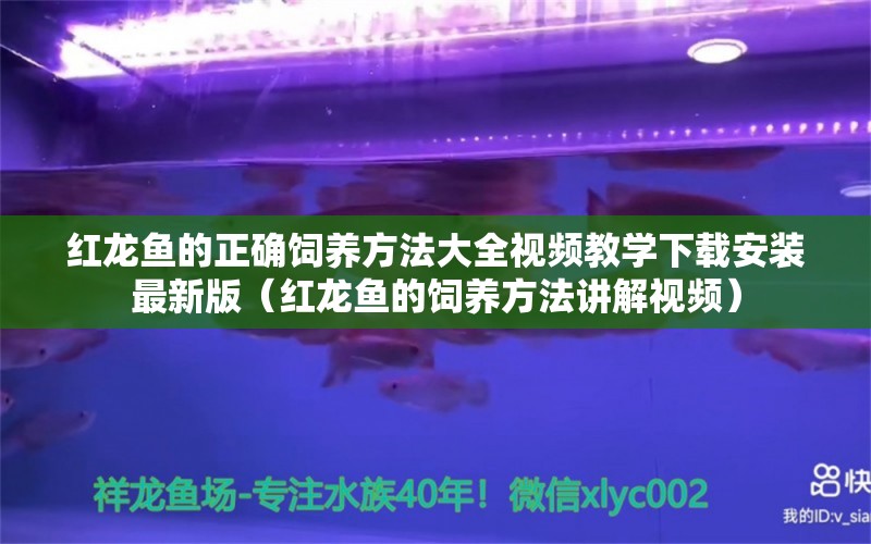 红龙鱼的正确饲养方法大全视频教学下载安装最新版（红龙鱼的饲养方法讲解视频）