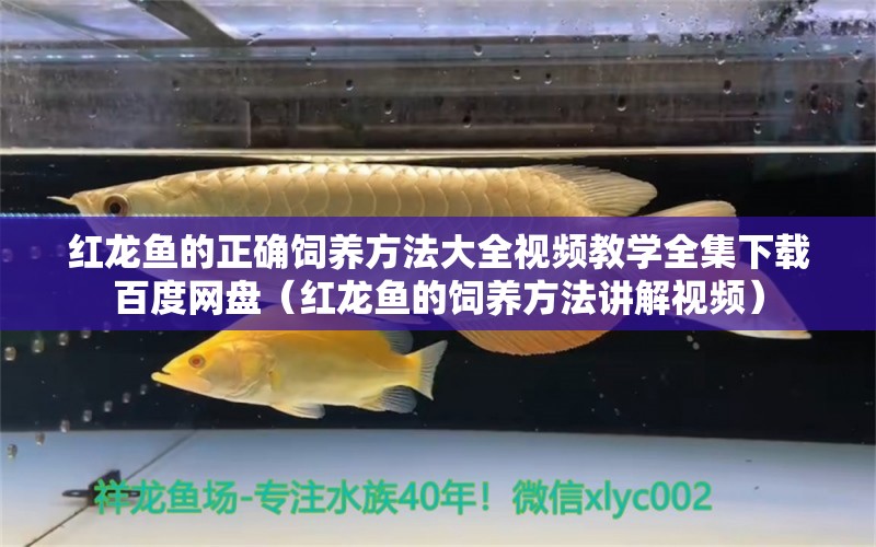 红龙鱼的正确饲养方法大全视频教学全集下载百度网盘（红龙鱼的饲养方法讲解视频）