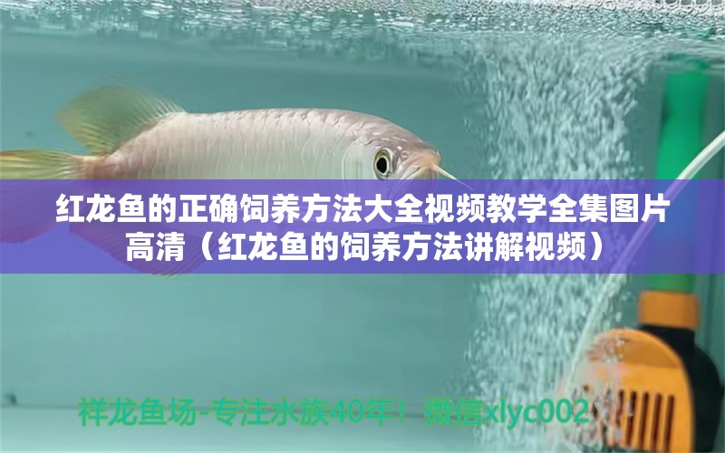 红龙鱼的正确饲养方法大全视频教学全集图片高清（红龙鱼的饲养方法讲解视频） 龙鱼百科