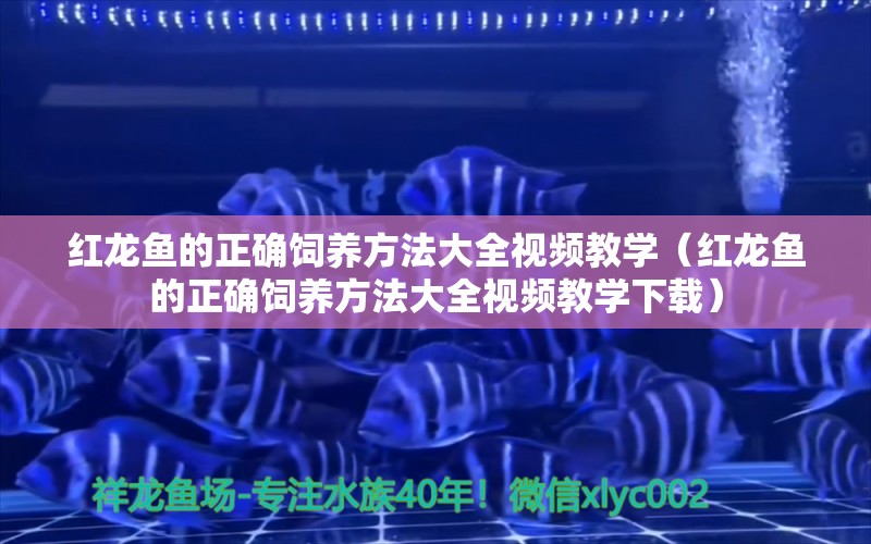 红龙鱼的正确饲养方法大全视频教学（红龙鱼的正确饲养方法大全视频教学下载） 印尼红龙鱼