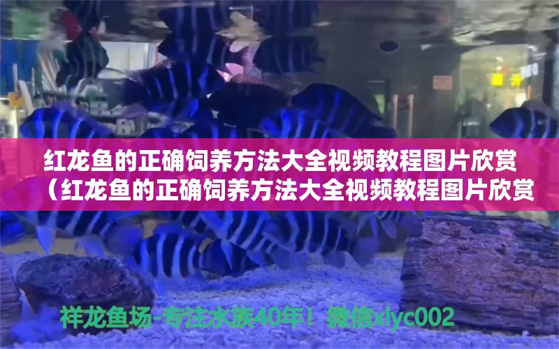 红龙鱼的正确饲养方法大全视频教程图片欣赏（红龙鱼的正确饲养方法大全视频教程图片欣赏下载） 龙鱼百科