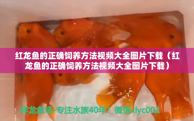 红龙鱼的正确饲养方法视频大全图片下载（红龙鱼的正确饲养方法视频大全图片下载） 印尼红龙鱼